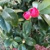 indio2